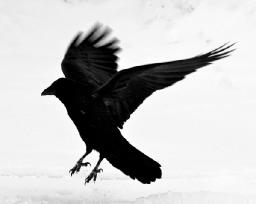 Desert Rain - Black Birds - prt 1